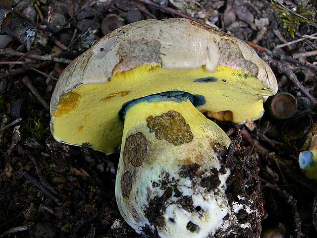 2005 :  Un anno di funghi